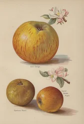 Coxs Orange, Sykehouse Russet, Scarlet Golden Pippin